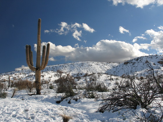 Tonto National Forest