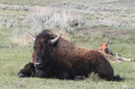 Yellowstone