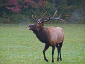 Great Smoky Mountain National Park