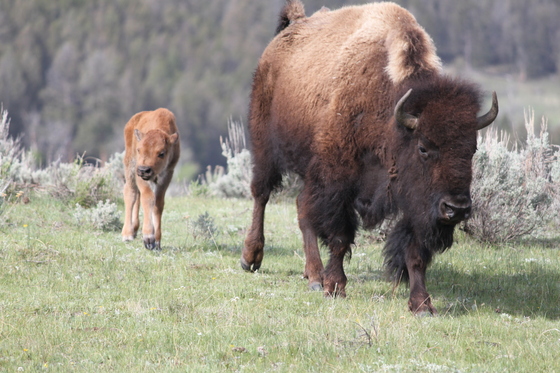 Yellowstone