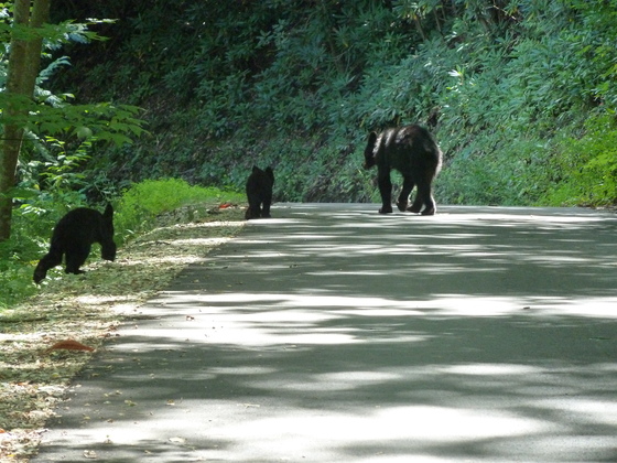 Great Smokey Mountains National Park