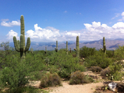 Saguro National Park