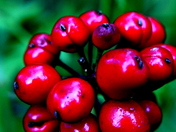 Pike National Forest