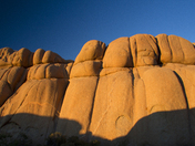 joshua tree national park