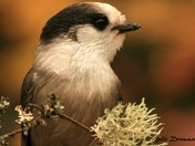 Gray Jay