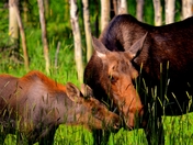 Rawah wilderness, Colorado