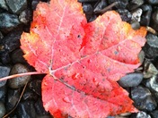 Acadia National Park