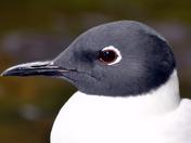 portrait of a gull