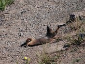 Yellowstone National Part