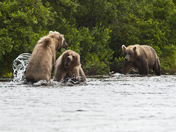 Matkai National park Alaska
