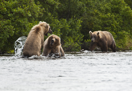 Matkai National park Alaska