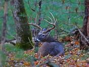 Great Smoky Mountains National Park