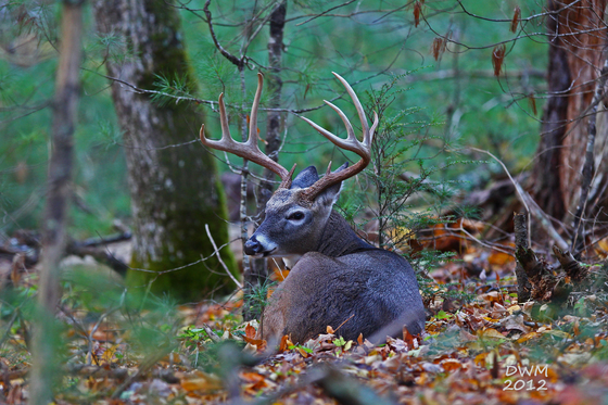 Great Smoky Mountains National Park
