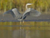 Great Blue-heron