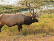 yellowstone national park - wyoming