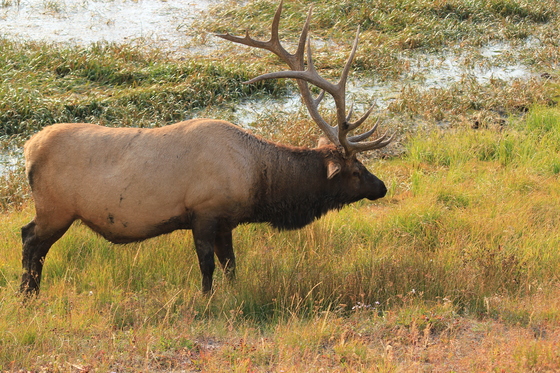 yellowstone national park - wyoming