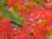 North Cascades National Park