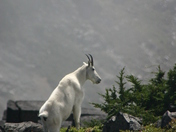 Mount Rainier National Park