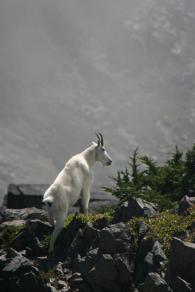Mount Rainier National Park