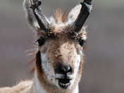 The National Bison Range