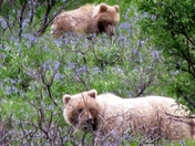 Denali National Park