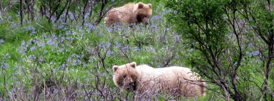 Denali National Park