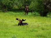 Shoshone National Forest