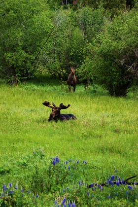 Shoshone National Forest