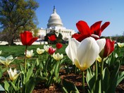 United States Capitol Building