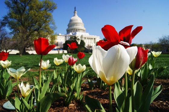United States Capitol Building