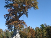 Great Dismal Swamp National Wildlife Refuge