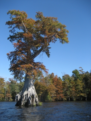 Great Dismal Swamp National Wildlife Refuge