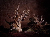 Inyo National Forest, White Mountain District