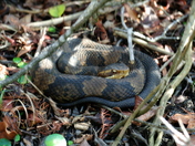 Back Bay National Wildlife Refuge