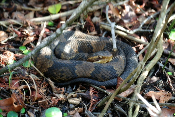 Back Bay National Wildlife Refuge