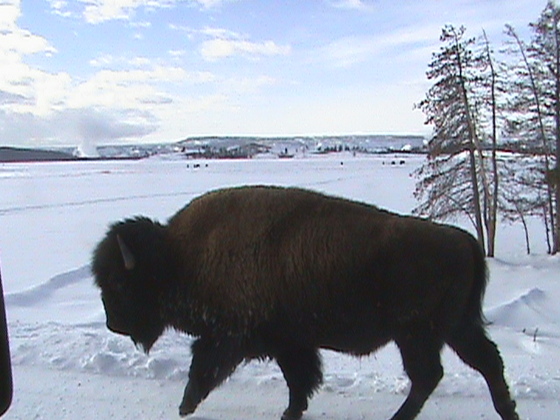 Yellowstone National Park