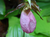 Daniel Boone National Forest