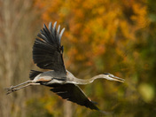 Bombay Hook National Refuge