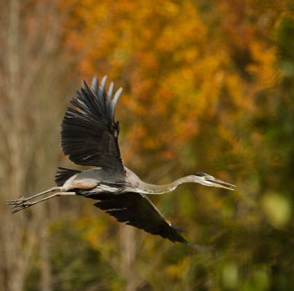 Bombay Hook National Refuge