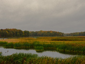 Bombay Hook National Refuge