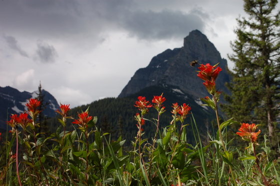 Glacier National Park