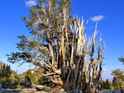 Inyo National Forest