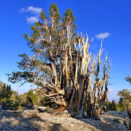 Inyo National Forest
