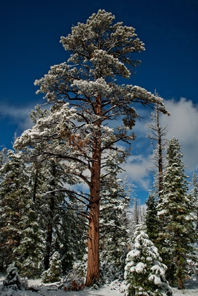 Bryce Canyon National Park