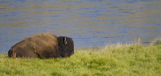 Yellowstone National Park