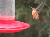 Bighorn National Forest