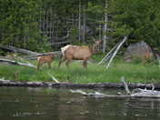 Yellowstone Nat. Park