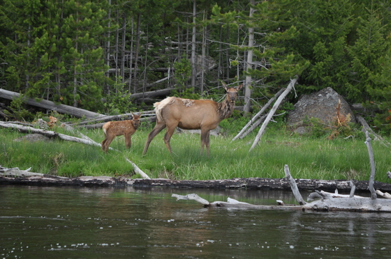 Yellowstone Nat. Park