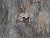 Havasu National Wildlife Refuge