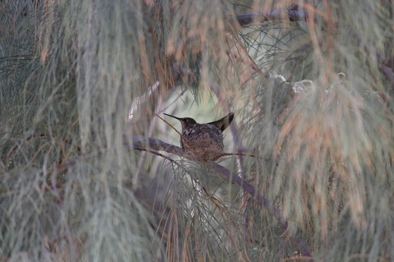 Havasu National Wildlife Refuge